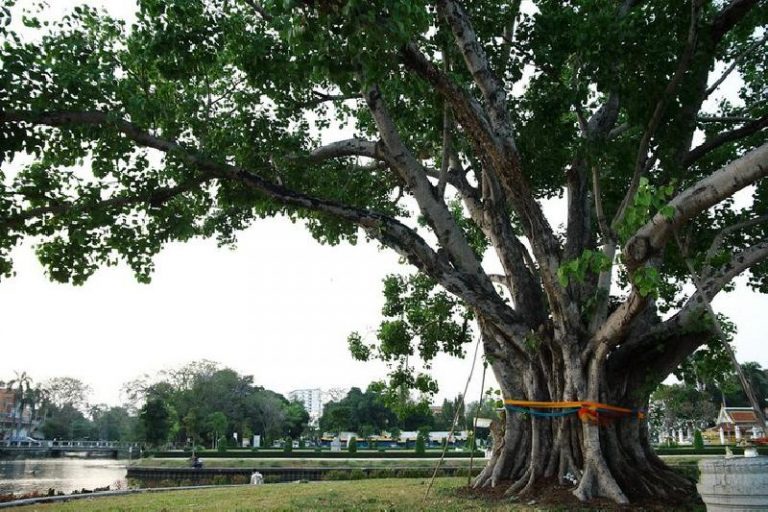 บริการตัดต้นไม้