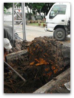 บริการย้ายต้นไม้